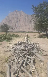 خریدار انواع چوب تر وخشک هستم با قیمت بالا