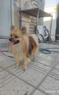 سگ پامر