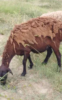 گوسفند یا میش چینی