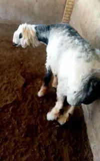 شیشک قوچ