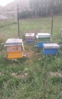 فروش عسل طبیعی کوهستان