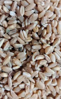 گندم درجه یک