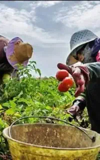 کلی کارهای زمین و باغات با بهترین نیرو کاری