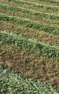 یونجه درجه ۱ واسطه گری میکنم