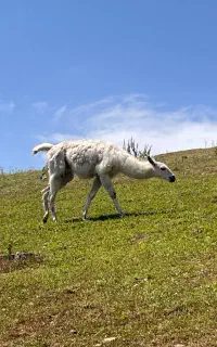 فروشنده و پرزنتر