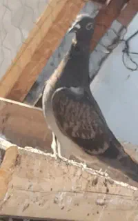 دوبر بالا
