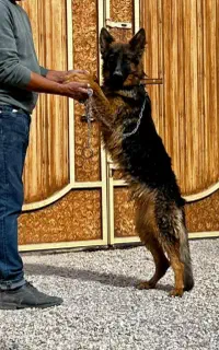 سگ ژرمن گوش به حرف