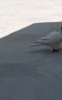کفتر