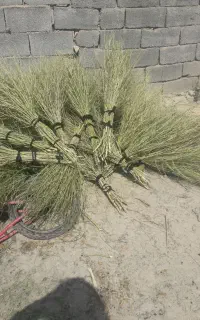 جارومحلی