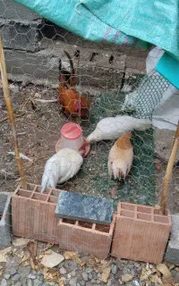 مرغ و خروس سبرایت مولد
