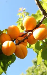 ارائه فروش ارقام میوه های نهال گلدانی و ریشه لخت