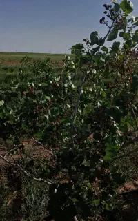 ۱۲ساعت اب ملکی چاه عمیق همراه باغ پسته بارور