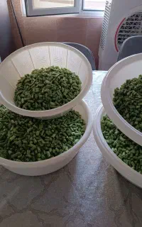 لوبیا سبز خورد شده