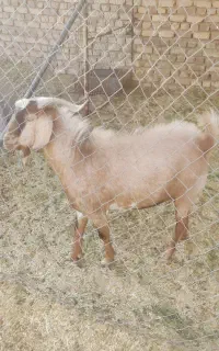 نربز سانن