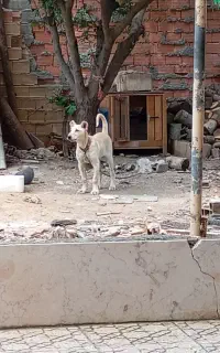 سگ سراب