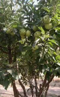 سیب عمده مستقیم از باغ