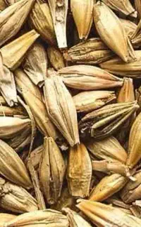 خریدوفروش گندم جو