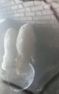 بروایه