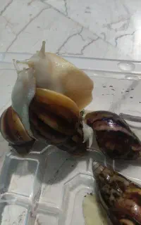 حلزون های کلاژن ساز