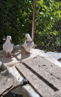 کبوتر طوقی