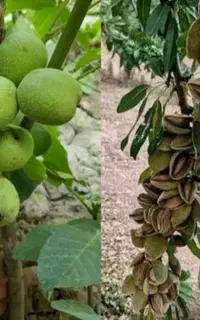 کاشت فندق شلیل زردآلو سماغ اقاقیا تاک شمشاد