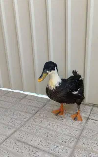 اردک
