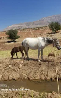 اسب