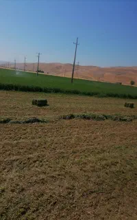 یونجه مرغوب و تمیز