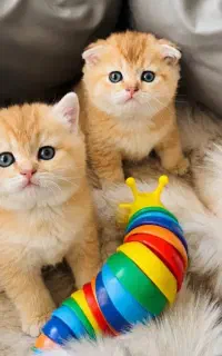 گربه گوگولی ناز و لوس اسکاتیش بازدید حضوری