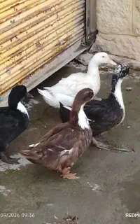 اردک