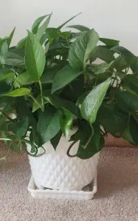 فروشی
