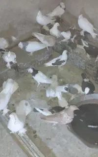 کبوتر