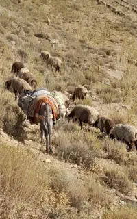 الاغ نر