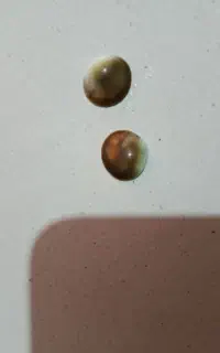 اصل