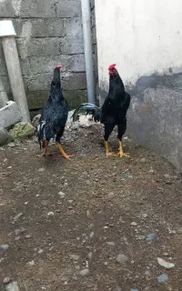 مرغ خروس