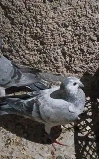 فروش دو کبوتر