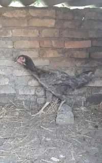 مرغ لاری