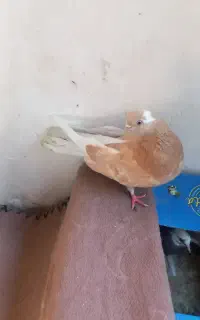 کفتر درجه یک نوک قناری و نوک ریز
