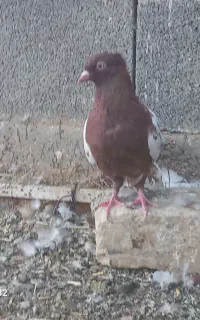 کبوتر ماده بهبهانی سینه