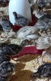 بوقلمون جوجه