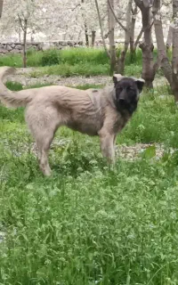 سگ سرابی