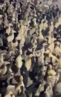۲ هزار اردک پکنی