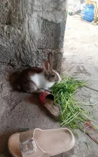 خرگوش