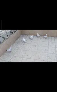 کبوتر پلاکی سفید