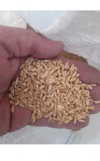 گندوم آبی فریدن درجه ۱تمیز