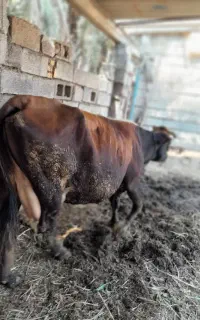 گاو