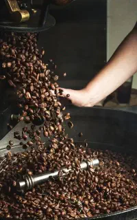 پخش سراسری دان قهوه و رست