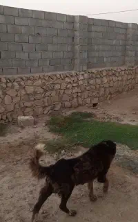 سگ قهدریجانی اصل
