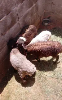 سه عدد بره نر و یک عددبره ماده