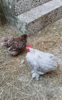 جفت کوشین